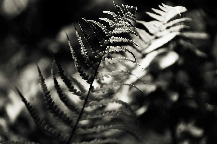 Feathery Leaves of Fern 1 Photograph by Jenny Rainbow