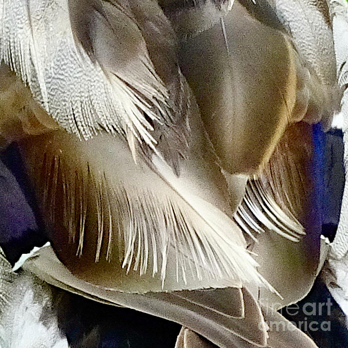 Feathery Soft Photograph by Linda Brittain