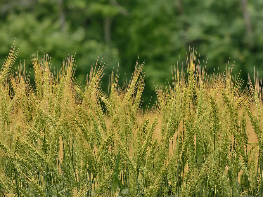 Feathery Wheat Field Photograph