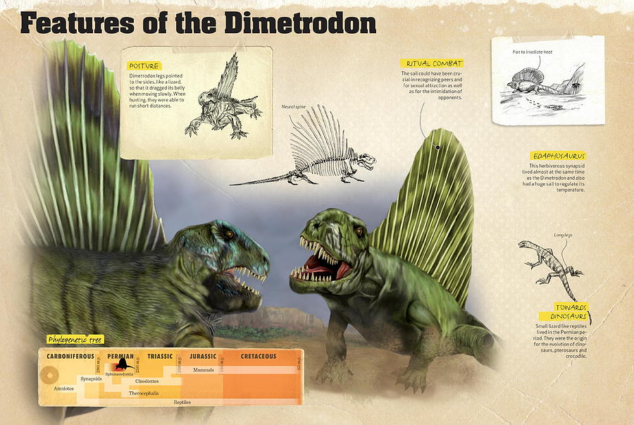 Features of the dimetrodon Digital Art by Album