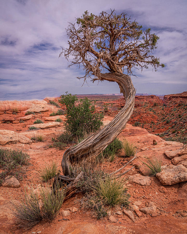 February 2020 Lone Tree Photograph by Alain Zarinelli