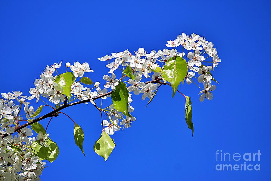 Blossoms Photograph - February Blossoms by Martha Sherman