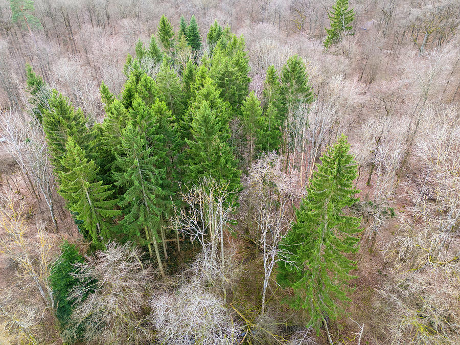 February Forest in Germany Aerial View Photograph by Matthias Hauser