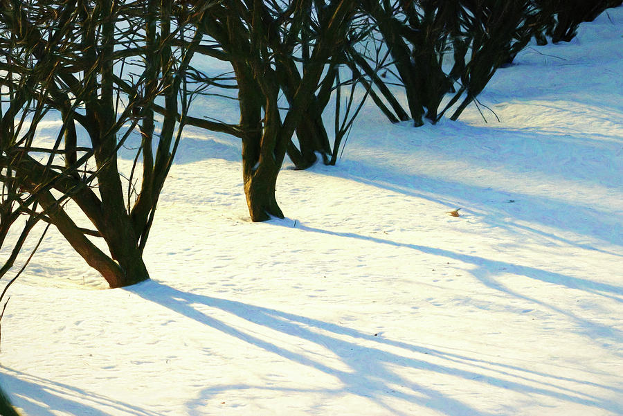 February Hedges Photograph by Mike Smale