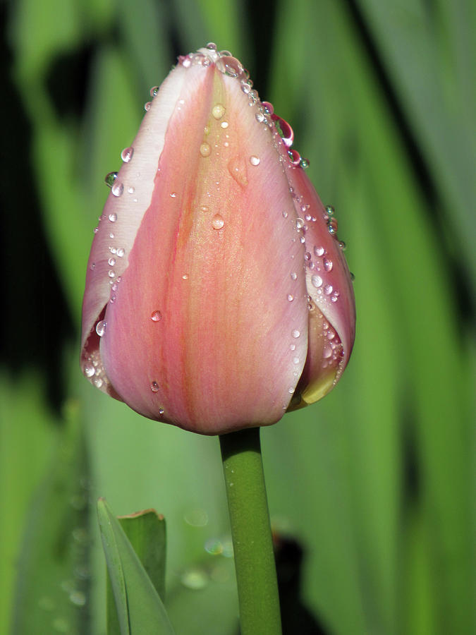 February Morning - Tulip 11 Photograph by Pamela Critchlow