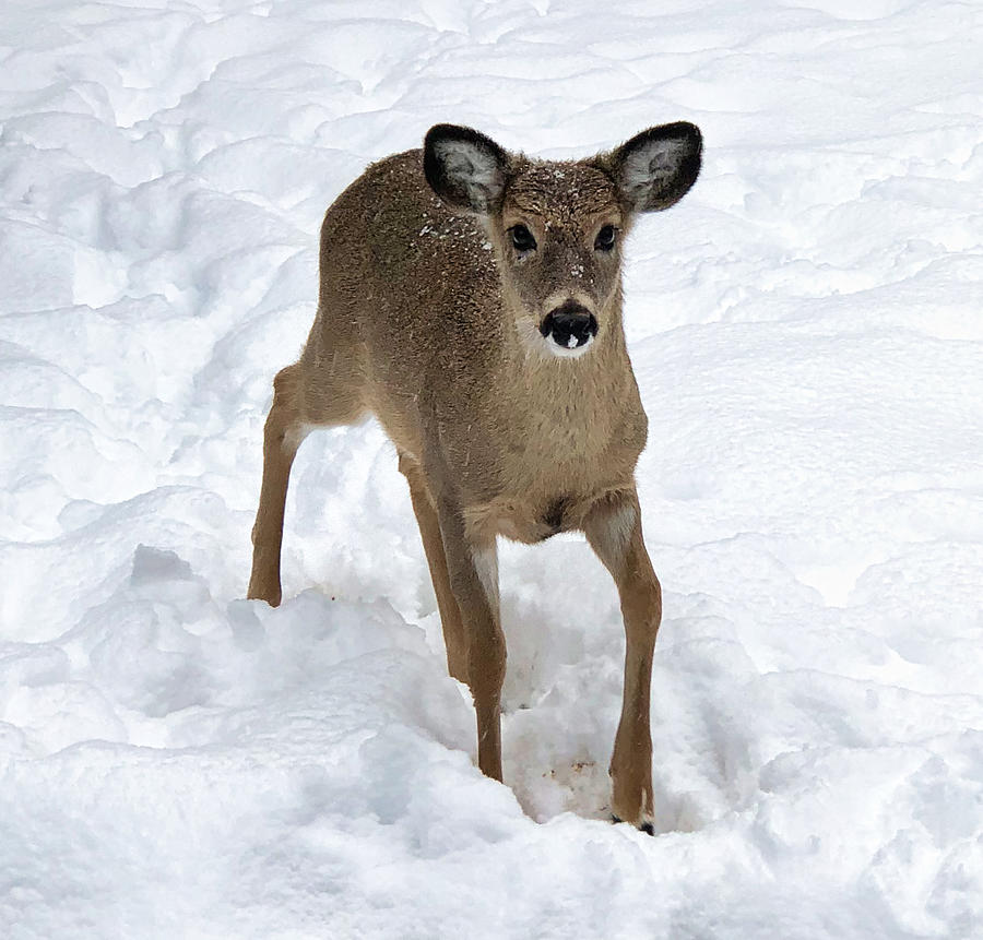 February Snow Deer Photograph by Russel Considine