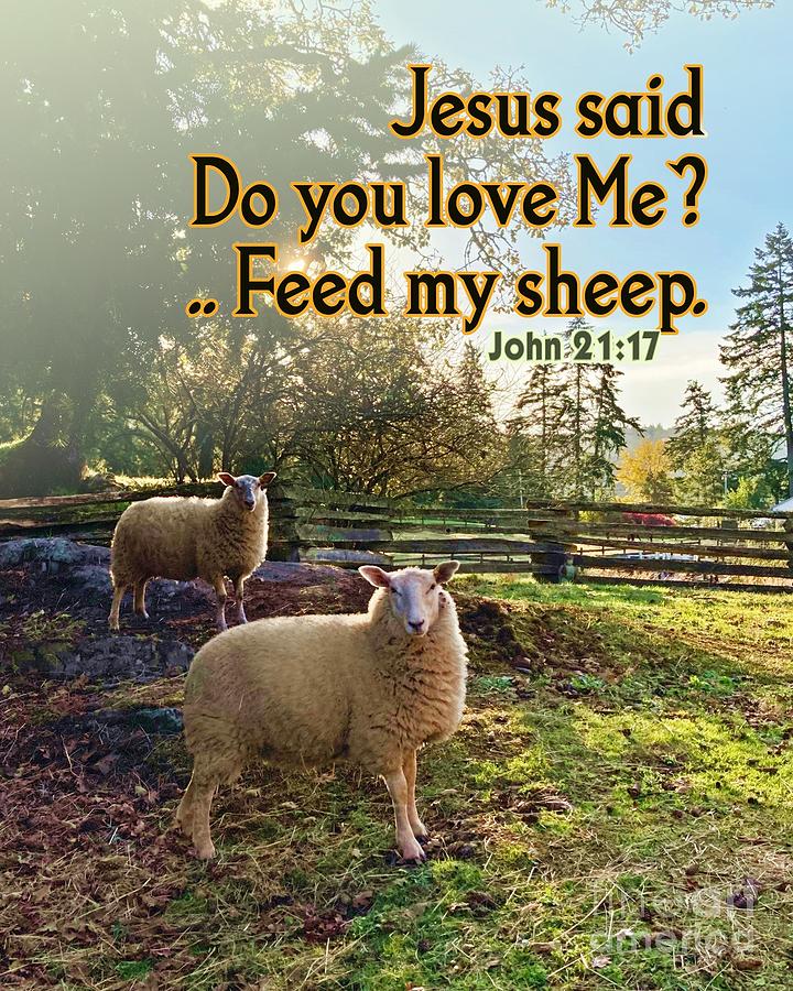 Feed My Sheep Photograph by Kimberly Furey