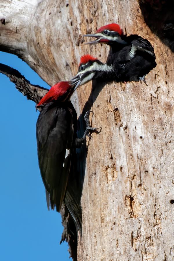 Feedin time for Pileated Woodpeckers Photograph by Bradford Martin