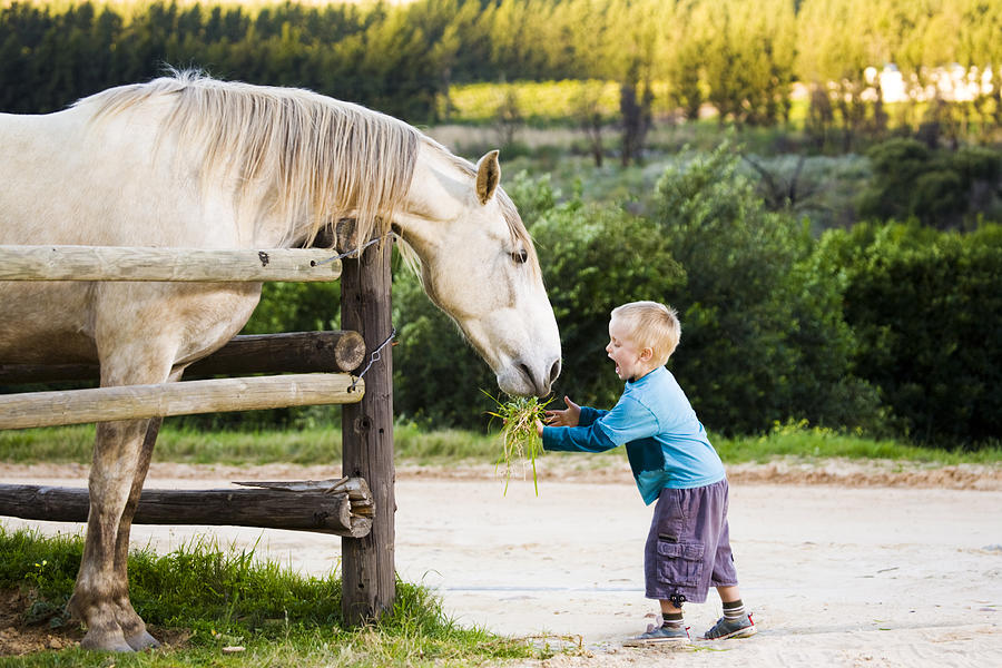 Feeding a horse Photograph by RapidEye