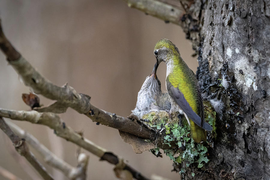 Feeding a Hummingbird baby Photograph by Bill Cubitt