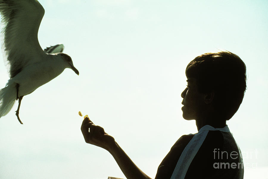 Feeding A Seagull Photograph