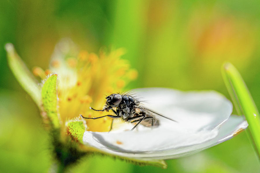 Feeding and Polinating Fly Photograph by Adrian O Brien