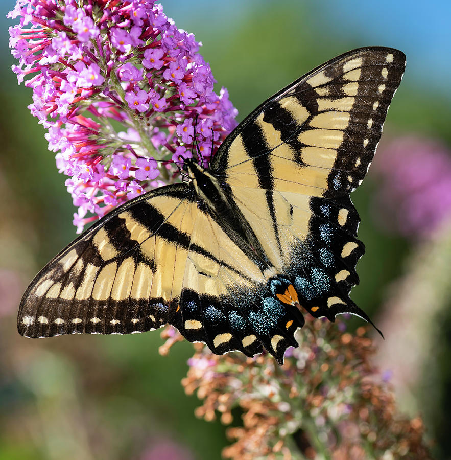 Feeding Butterfly Photograph by Norman Reid
