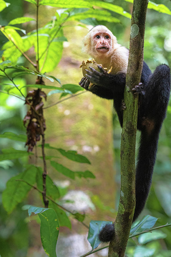 Feeding Capuchin Monkey Photograph by Adrian O Brien