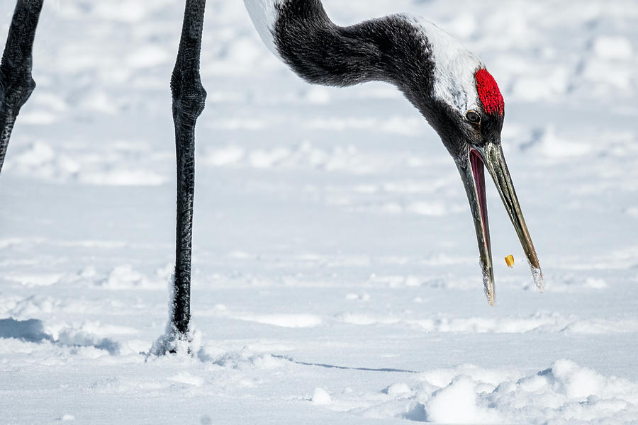 Feeding Crane - Japan Photograph by Stuart Litoff
