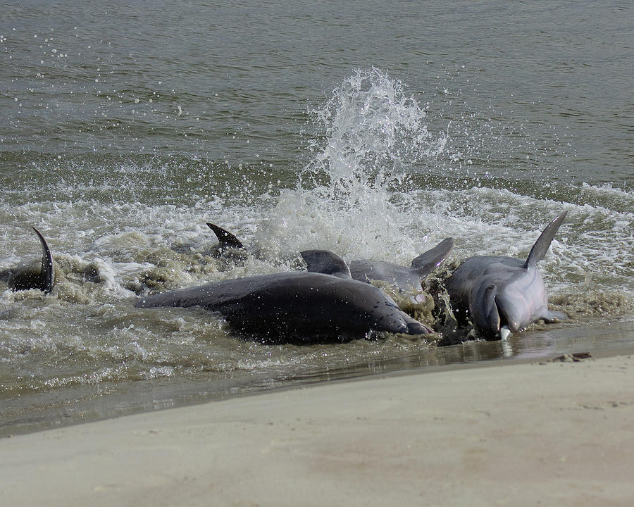  Feeding Dolphin Trio Photograph by Patricia Schaefer