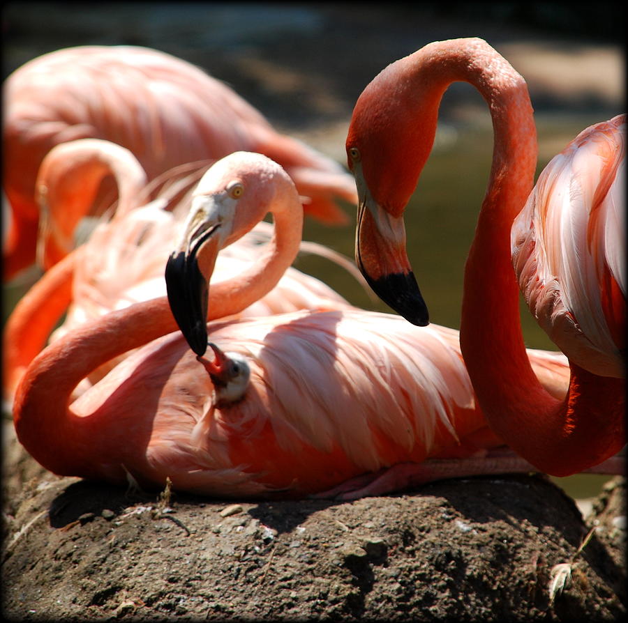 feeding flamingo toy