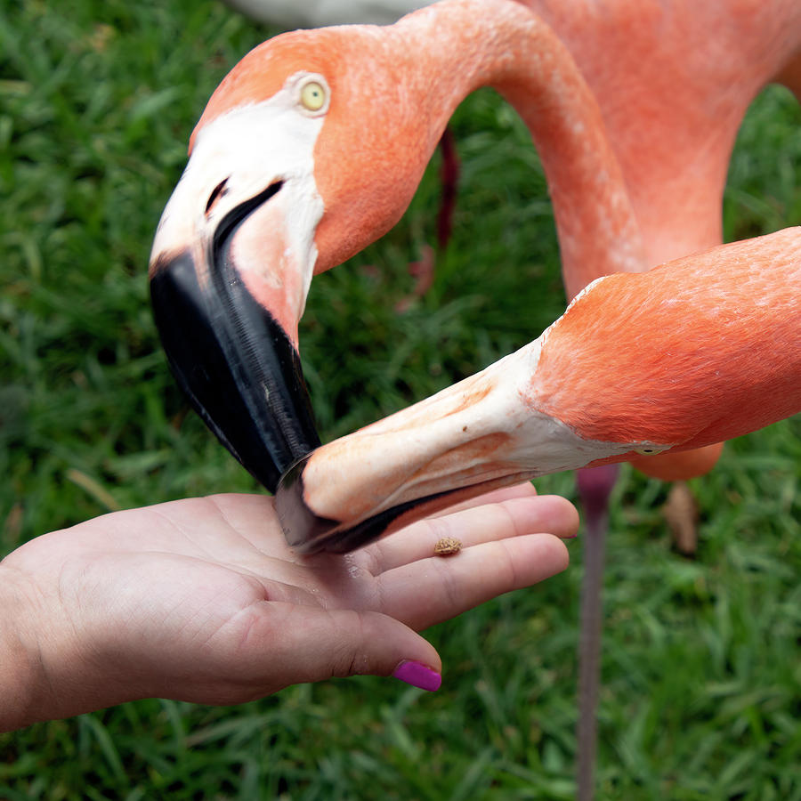 Feeding Flamingos Photograph