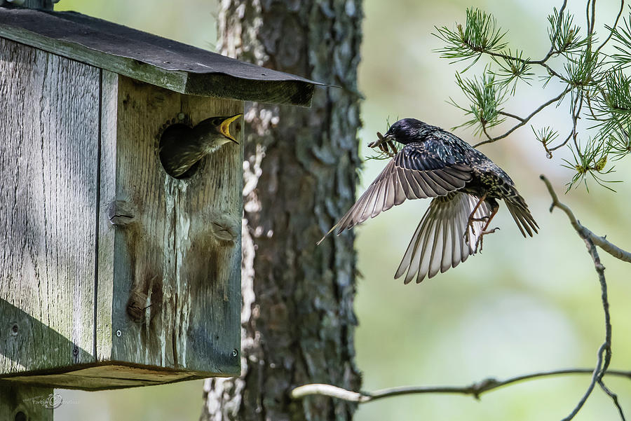 Feeding Flying Starling Photograph by Torbjorn Swenelius