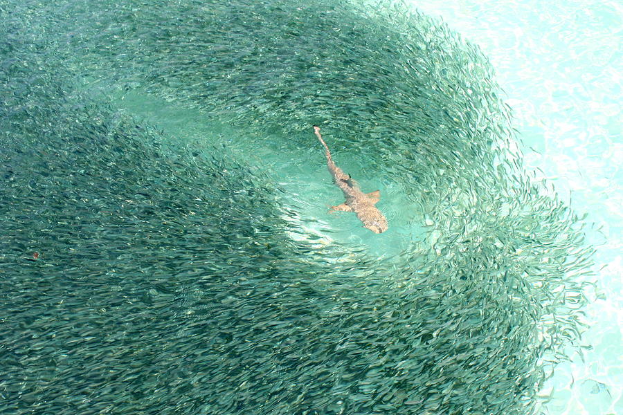 Feeding frenzy Photograph by Mohamed Shareef