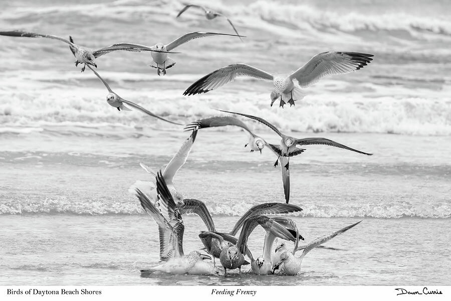Feeding Frenzy-signed Photograph by Dawn Currie