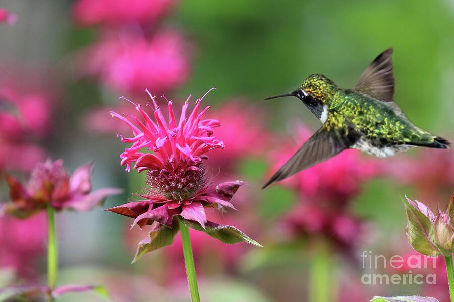Feeding Hummingbird and Pink Bee Balm Photograph by Sandra Huston