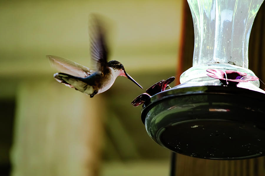 Feeding hummingbird Photograph by David Smith - Fine Art America