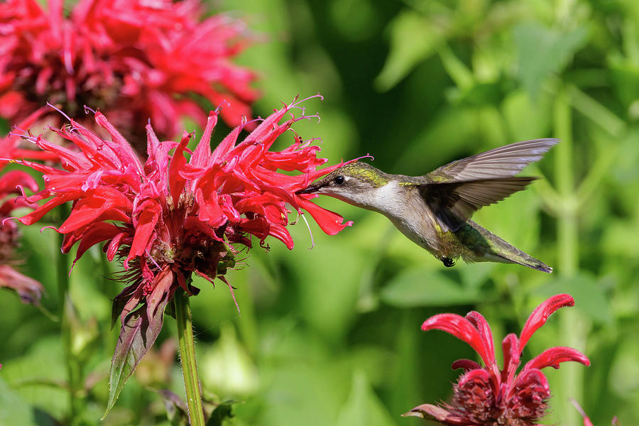 Feeding Hummingbird Photograph by Jan Hoover - Fine Art America