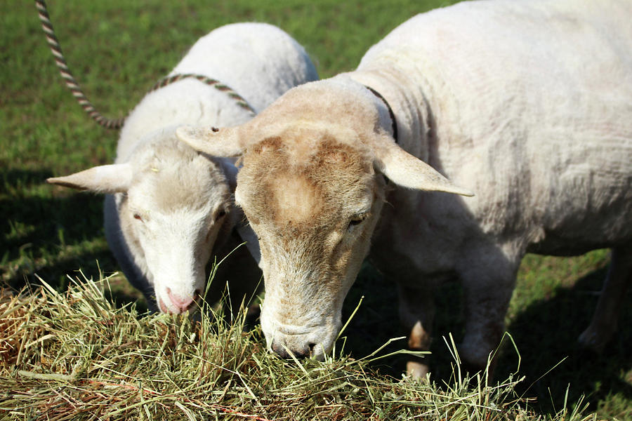 Feeding Lambs Photograph by Cynthia Guinn