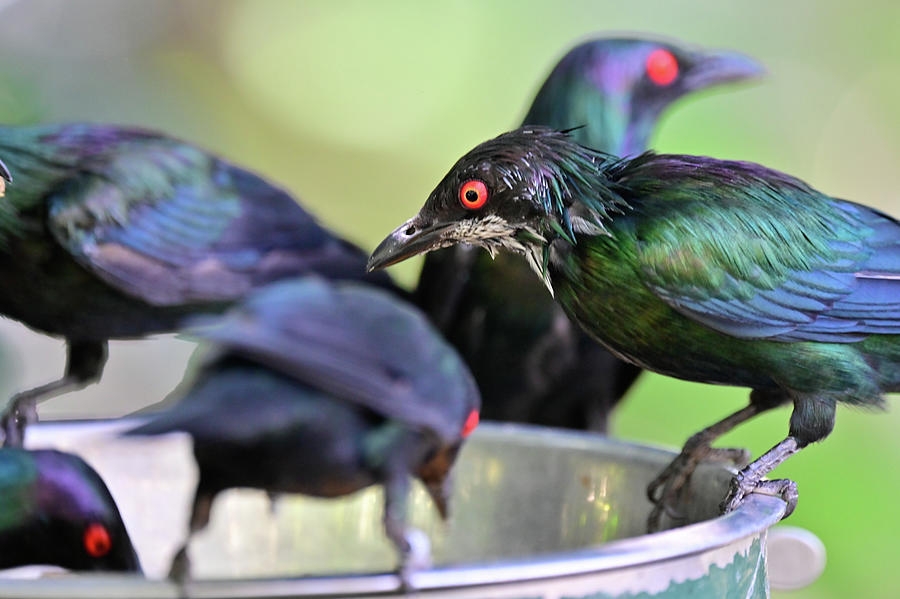 Feeding Metallic Starlings Photograph by Ed Stokes