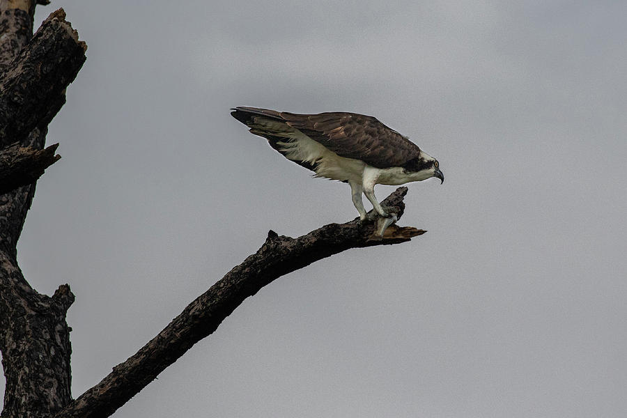 Feeding Osprey Photograph by Les Greenwood