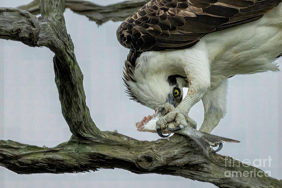 Feeding Osprey Photograph by Tom Claud