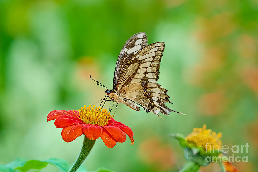 Feeding Swallowtail Photograph by Judy Kay