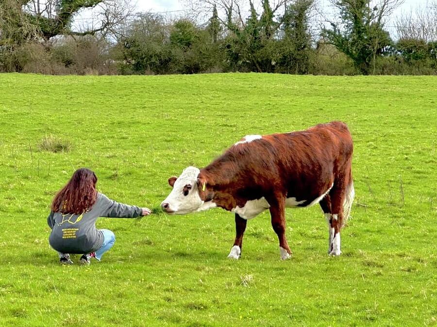 Feeding the Cow Photograph by Rebecca Dietrich - Fine Art America