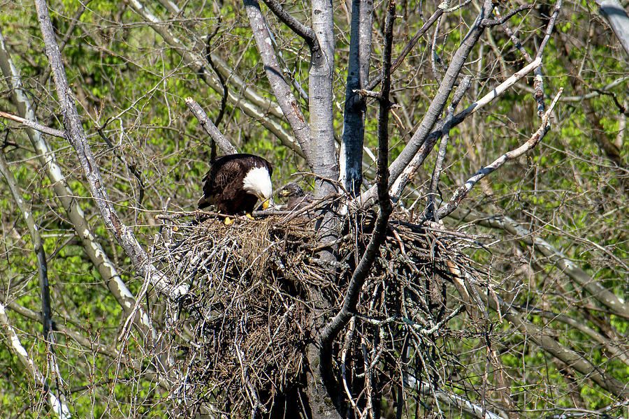 Feeding the eaglet in the nest Photograph by Dan Friend