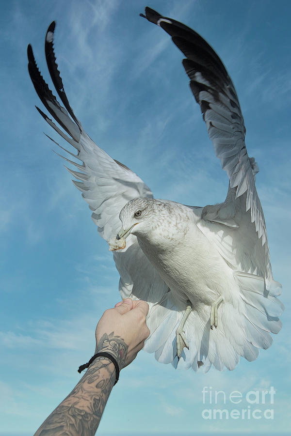 Feeding The Gulls Photograph by Kathy Baccari