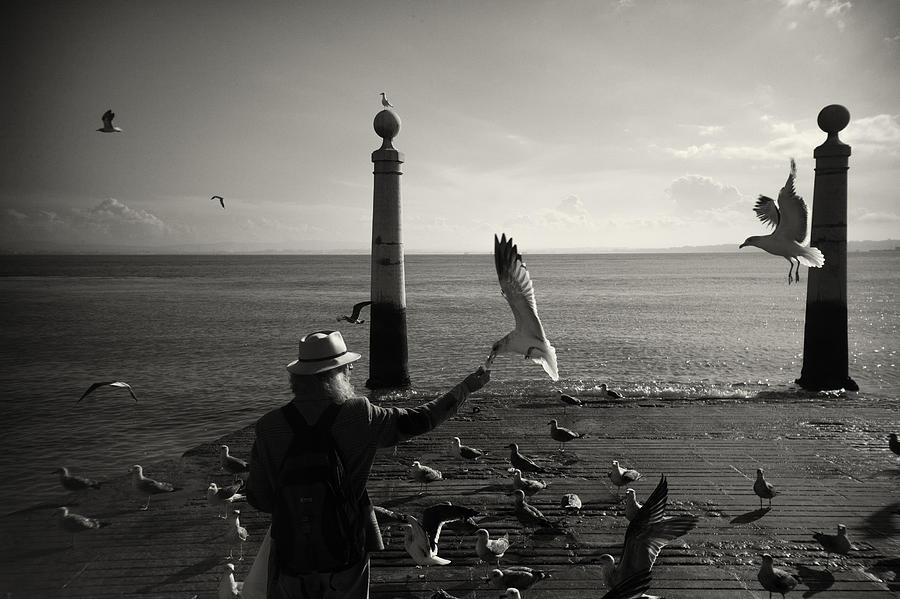 Feeding the Seagulls Photograph by Zulufriend