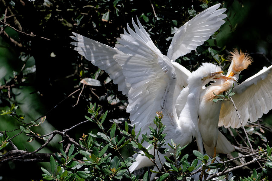 Feeding Time at the Cattle Egret Nest Photograph by Colin Hocking