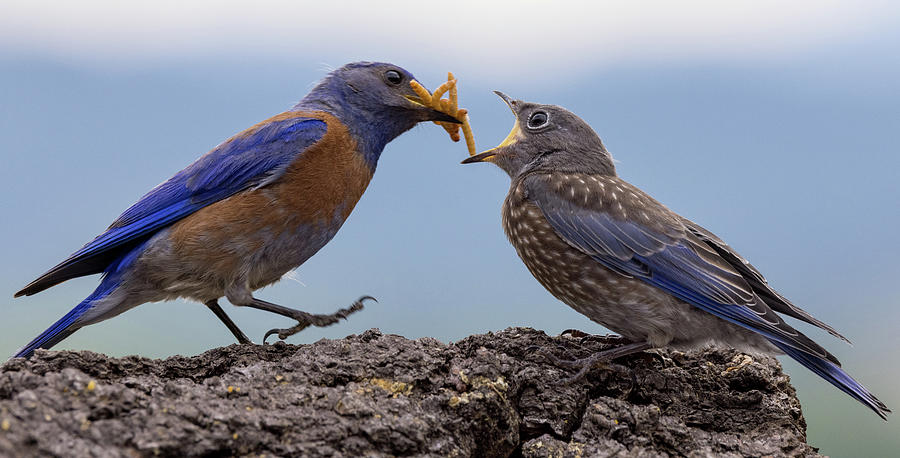 Feeding Time for Bluebird Photograph by Jean Noren
