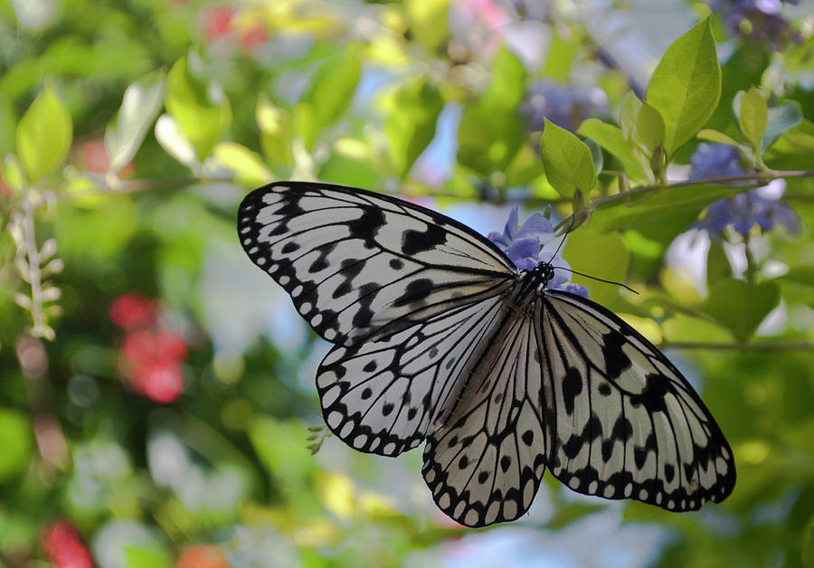 Feeding time for Butterflies Photograph by Melissa Roe Fine Art America