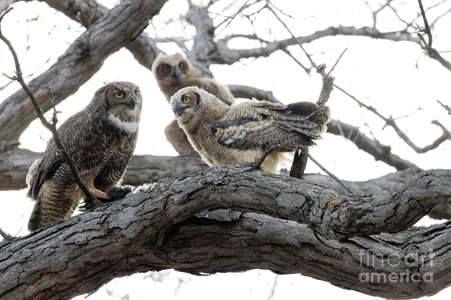 Feeding Time for Owlets Photograph by Natural Focal Point Photography