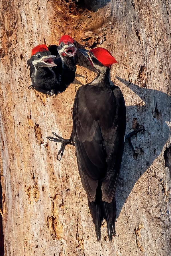 Feeding Time for Pileated Woodpeckers Photograph by Bradford Martin