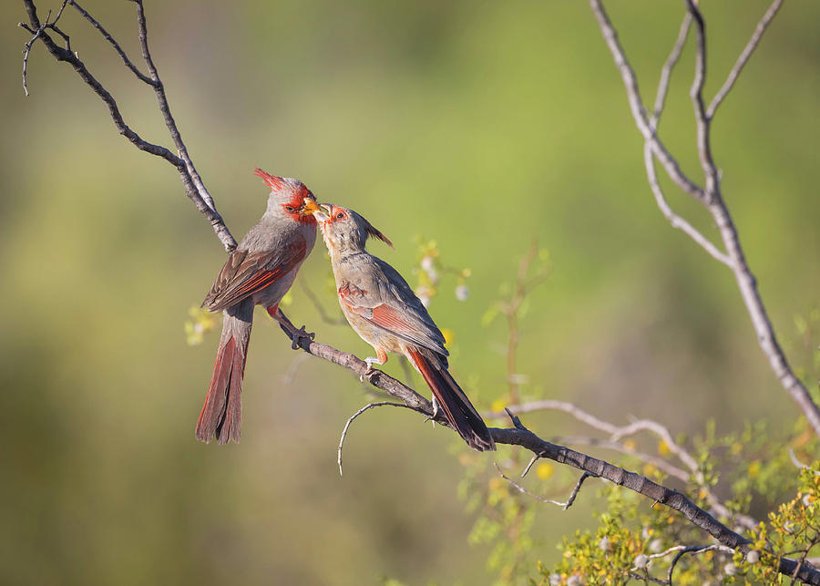 Bird Photograph - Feeding Time - Pyrrhuloxia mom and fledging by Rosemary Woods Images