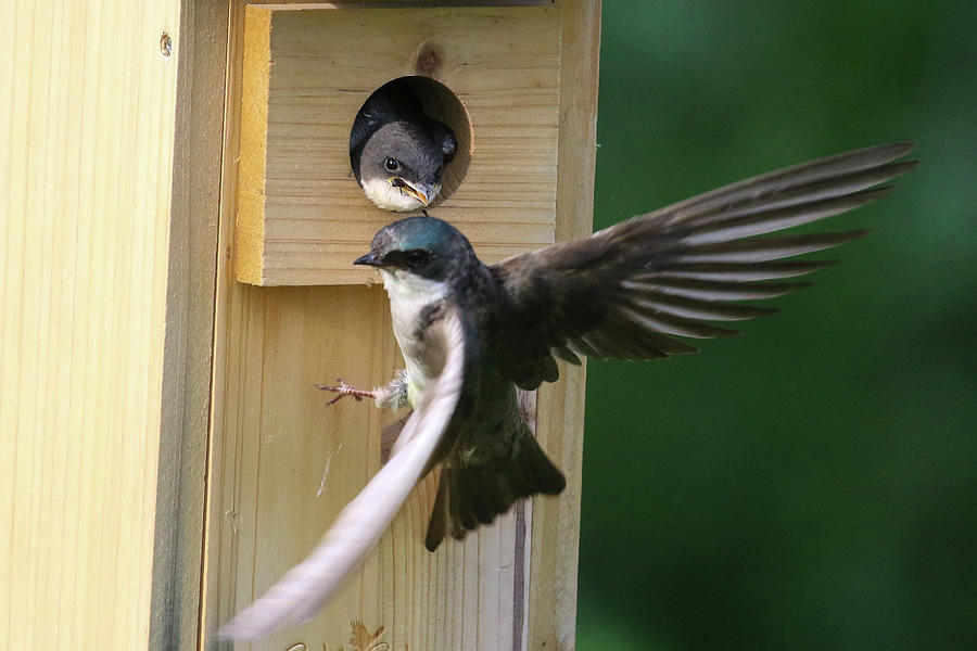 Feeding Tree Swallow Photograph by Debbie Storie | Pixels