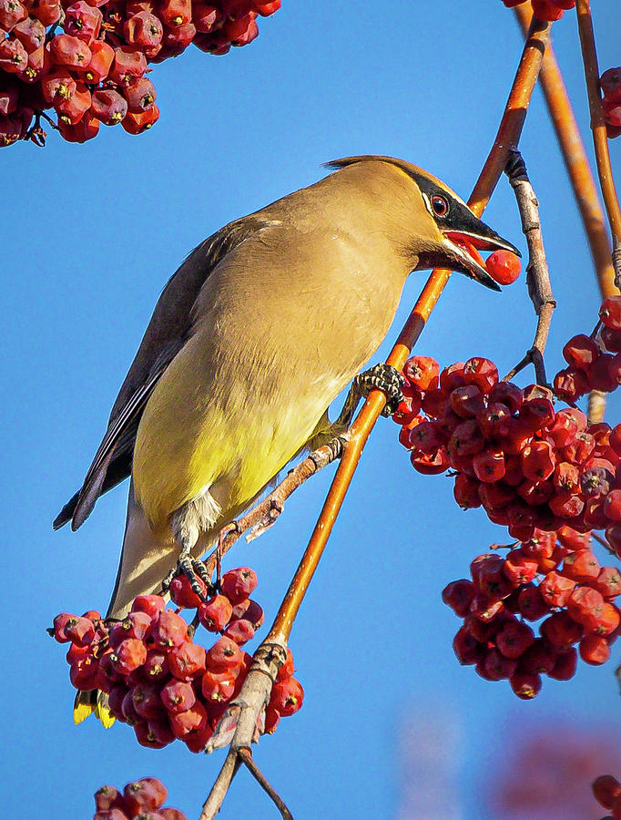 Feeding Waxwing Photograph by Mark Mille