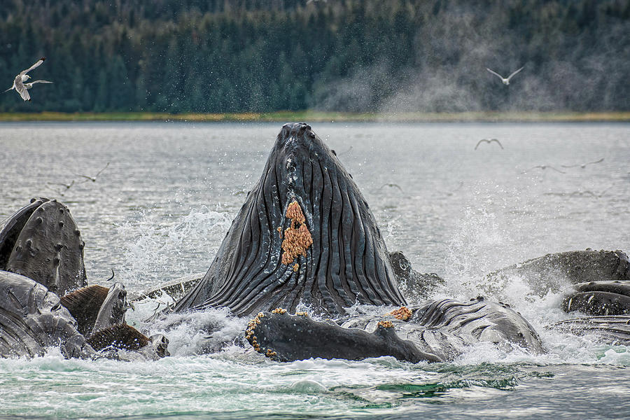 Feeding Whales Photograph by Robert J Wagner