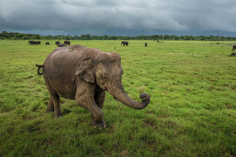 Feeding Wild Elephant Photograph by Arj Munoz