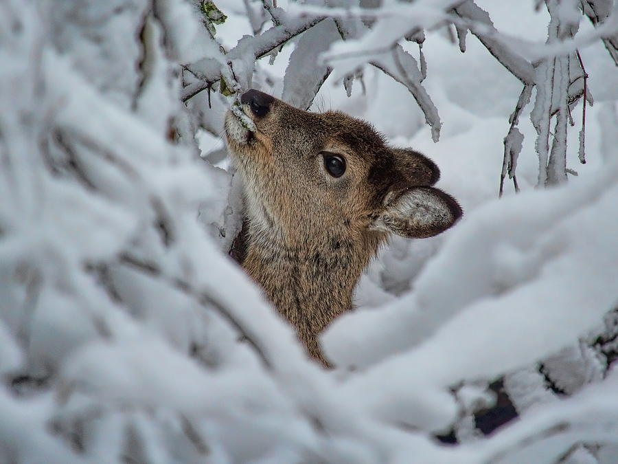 Feeding Winter Whitetail Doe Photograph by Dale Kauzlaric