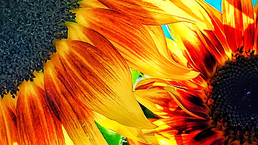 Sunflower Photograph - Feel the Flow by Terry Ann Morris