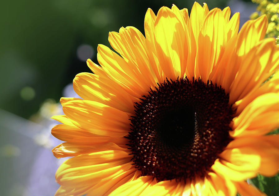Feel The Joy Of Summer And Sunflowers Photograph by Johanna Hurmerinta